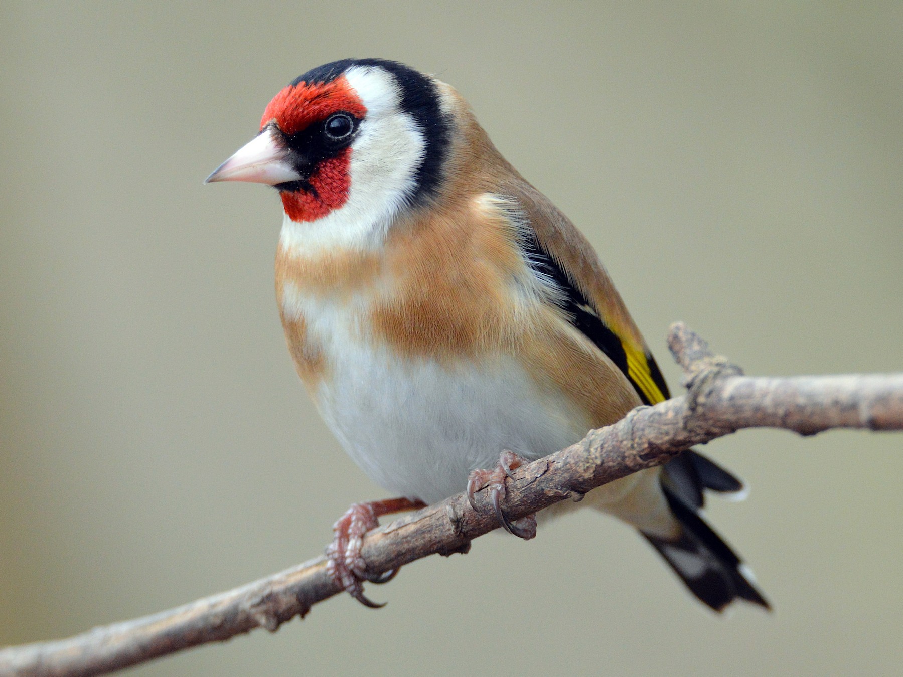 European Goldfinch - James Taylor