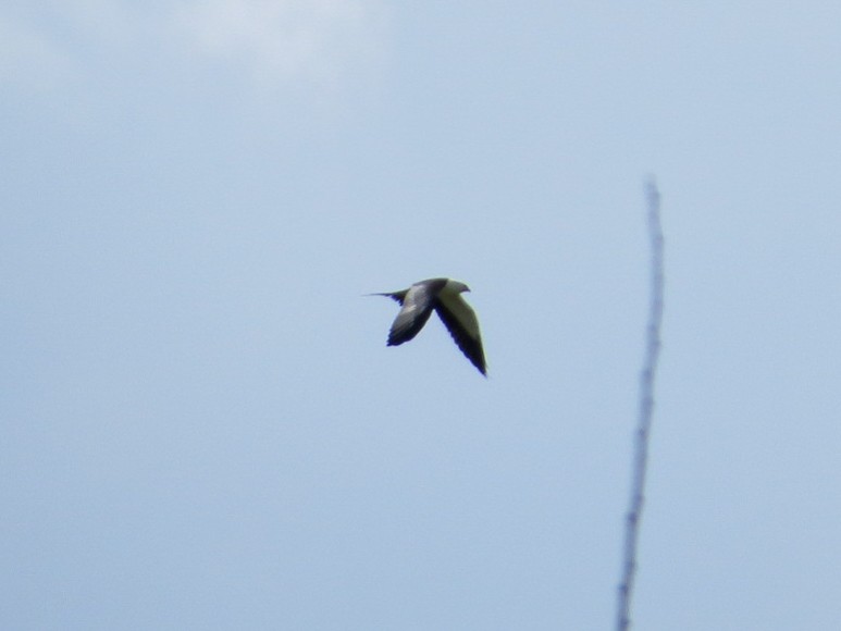 Swallow-tailed Kite - Ian Gardner