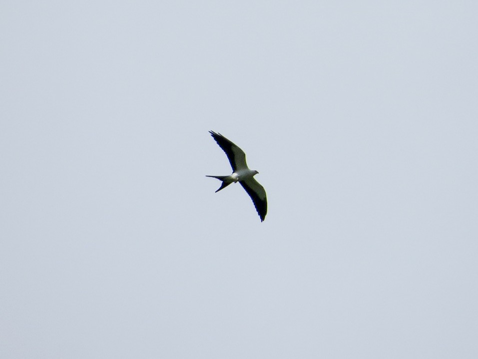 Swallow-tailed Kite - ML256707391