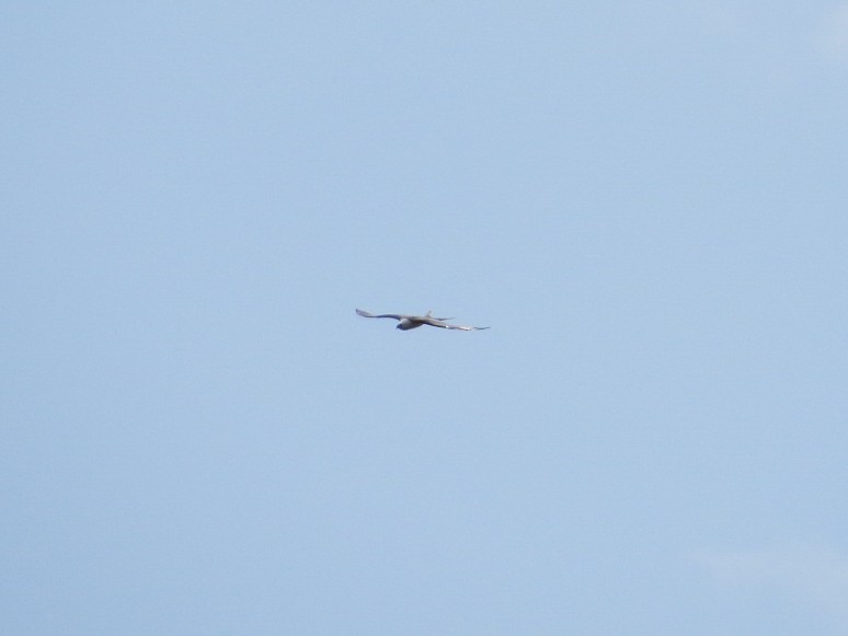 Swallow-tailed Kite - ML256707401