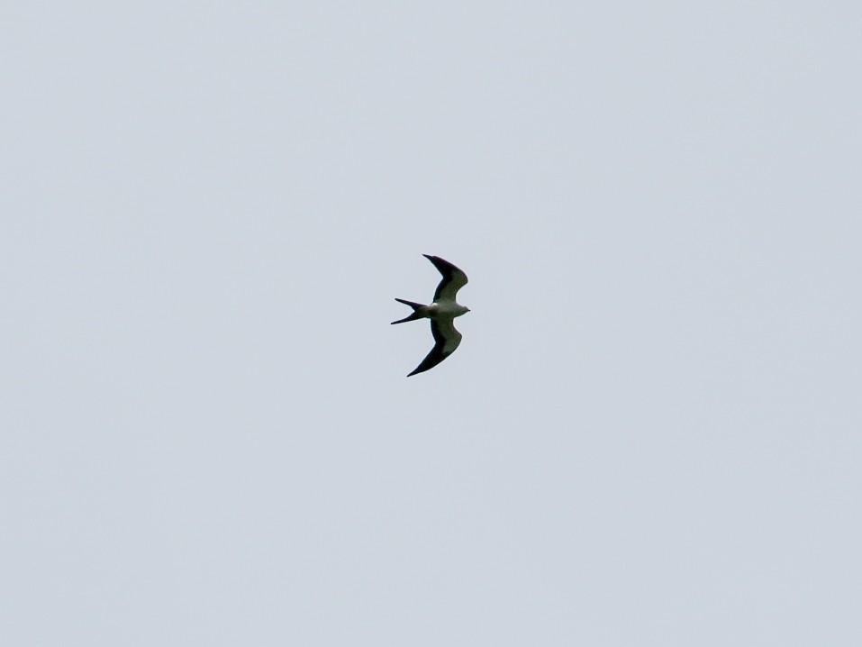 Swallow-tailed Kite - ML256707411