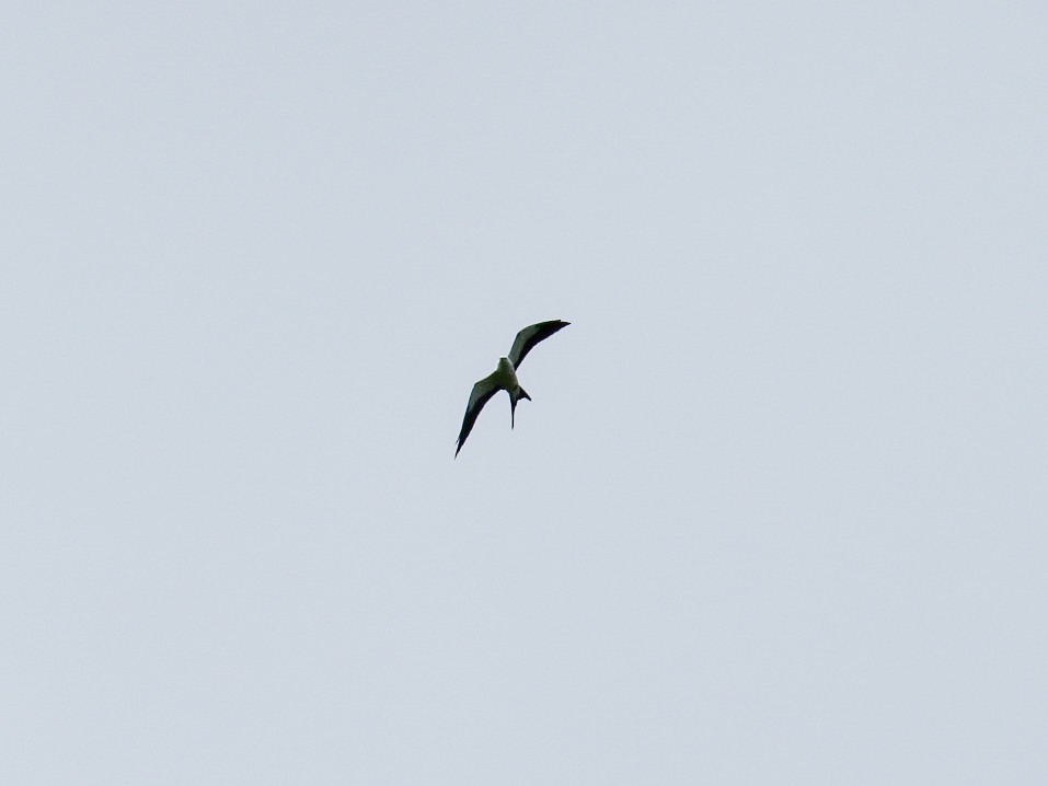 Swallow-tailed Kite - ML256707421