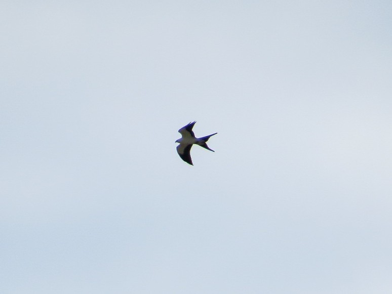 Swallow-tailed Kite - ML256707431