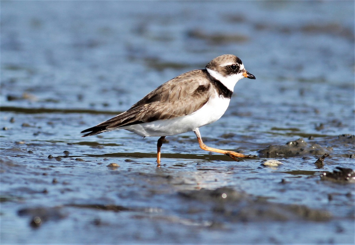 Semipalmated Plover - ML256709811