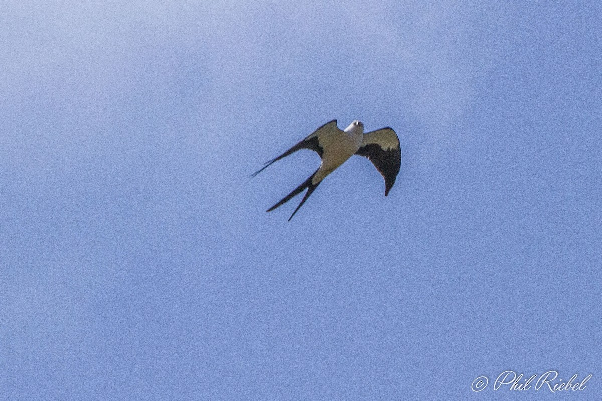 Swallow-tailed Kite - Pam Watters