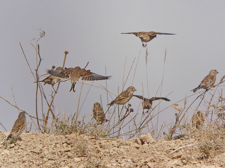 Eurasian Linnet - Jesús Laborda