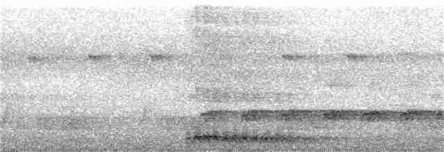 Кораловоклювая воронья кукушка - ML256715341