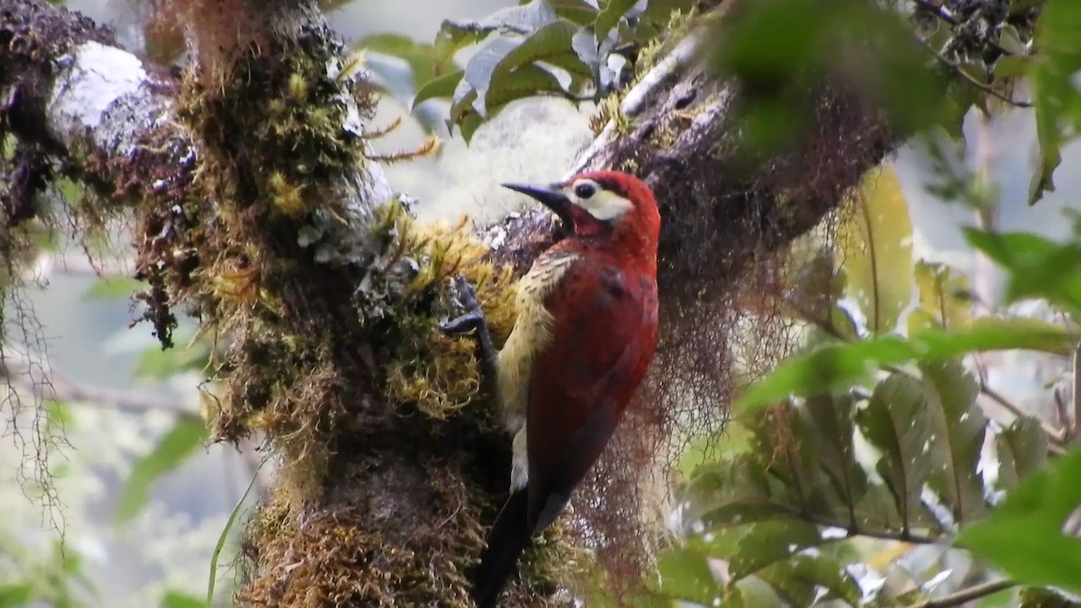 Crimson-mantled Woodpecker - ML256715531