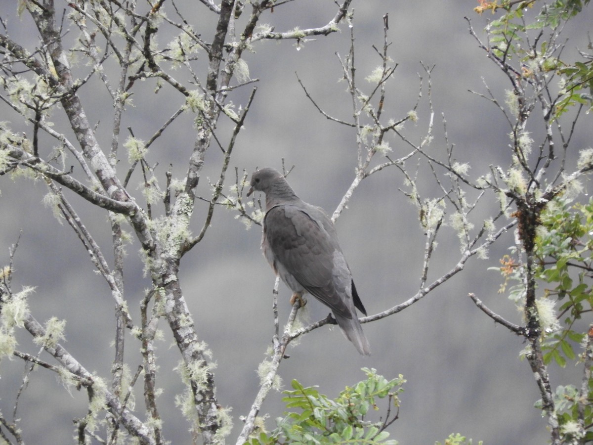 Band-tailed Pigeon - ML256716461