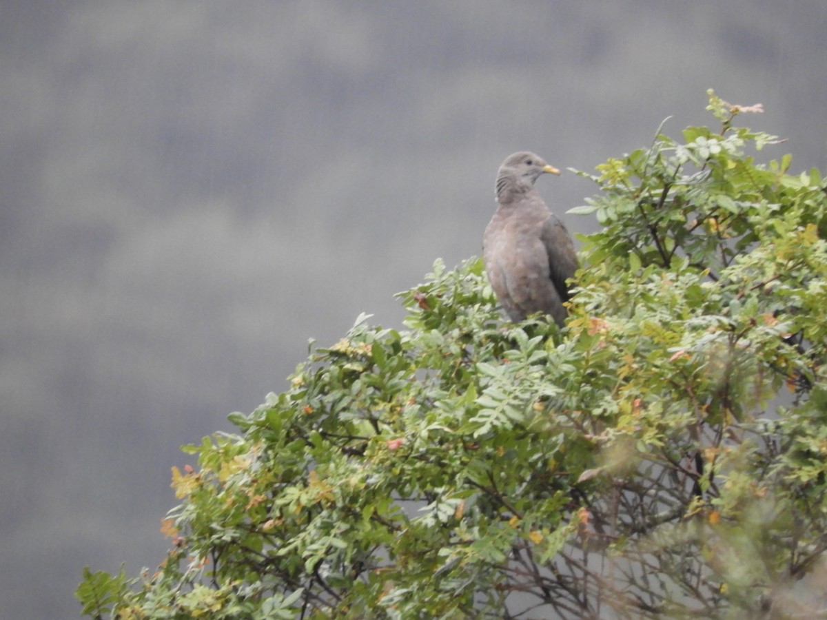 Band-tailed Pigeon - ML256716481