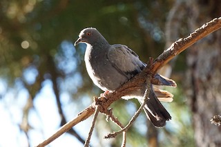 Rock Pigeon (Wild type), ML256716731