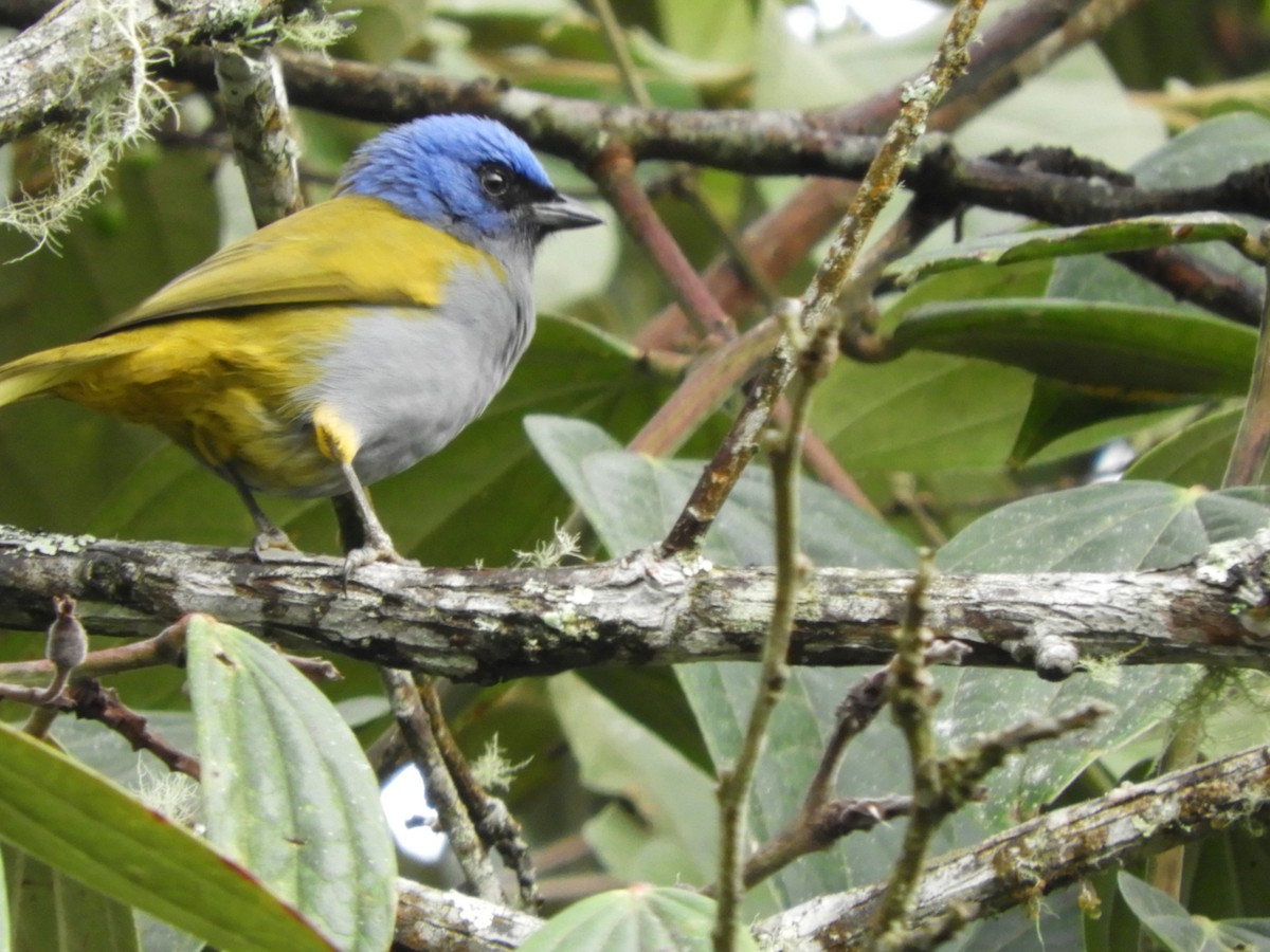 Blue-capped Tanager - ML256716861