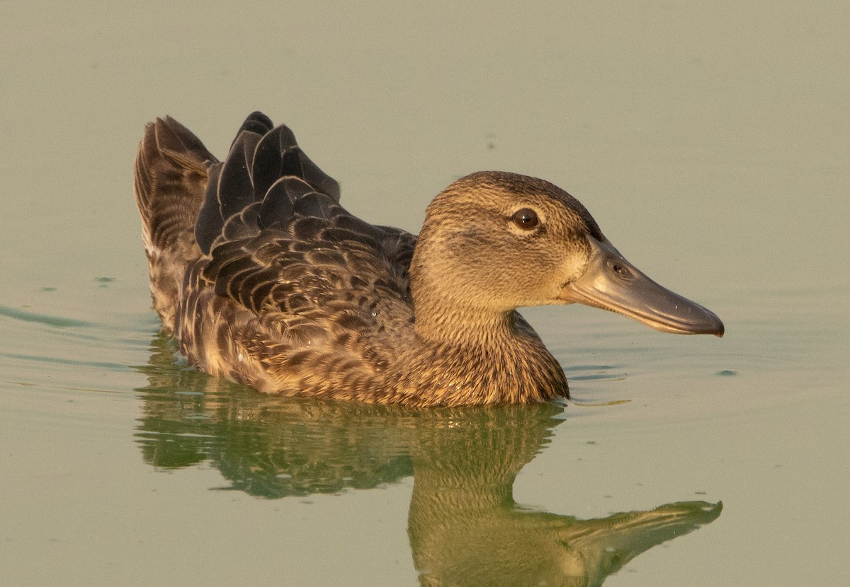 Blue-winged Teal - ML256721321