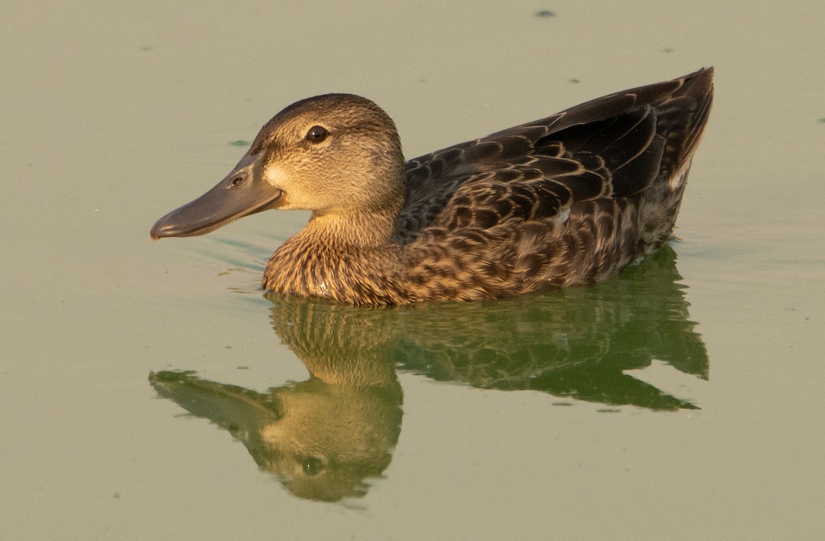 Blue-winged Teal - ML256721331
