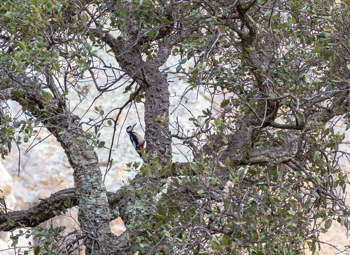 Great Spotted Woodpecker - ML256728051