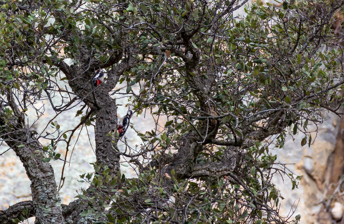 Great Spotted Woodpecker - ML256728061