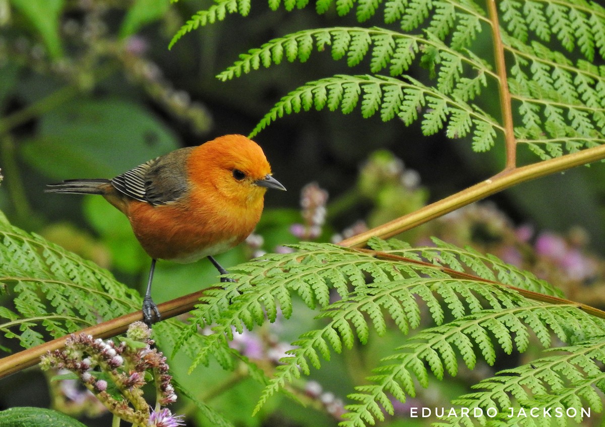 Rufous-chested Tanager - ML256729971