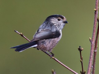  - Long-tailed Tit (alpinus Group)