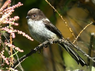  - Long-tailed Tit (alpinus Group)