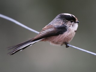  - Long-tailed Tit (alpinus Group)