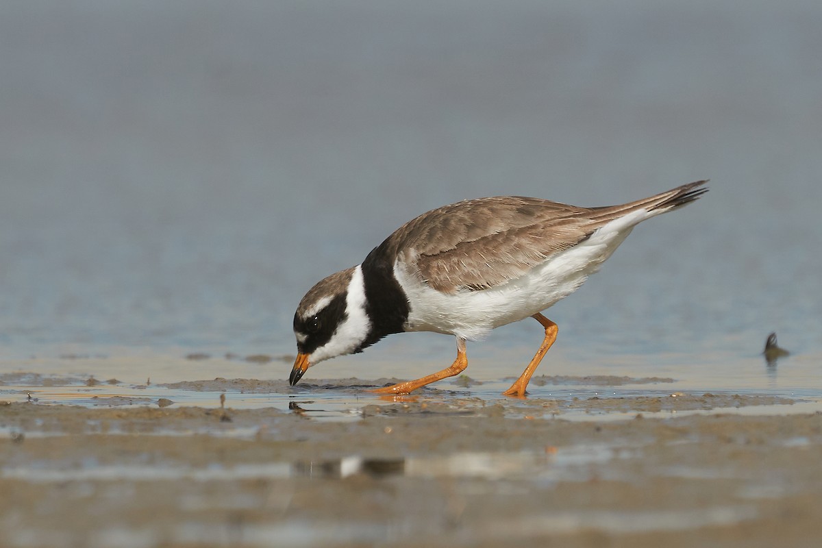 Common Ringed Plover - ML256732841