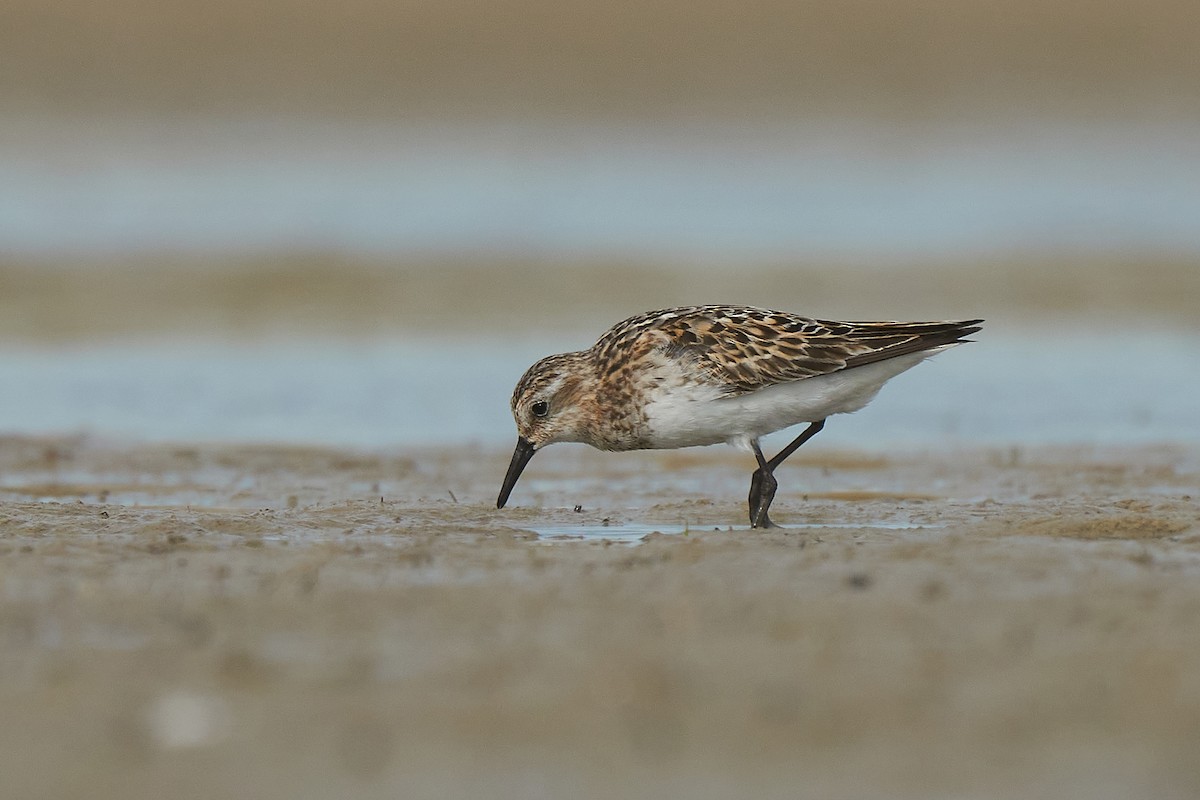Little Stint - Miguel Rouco