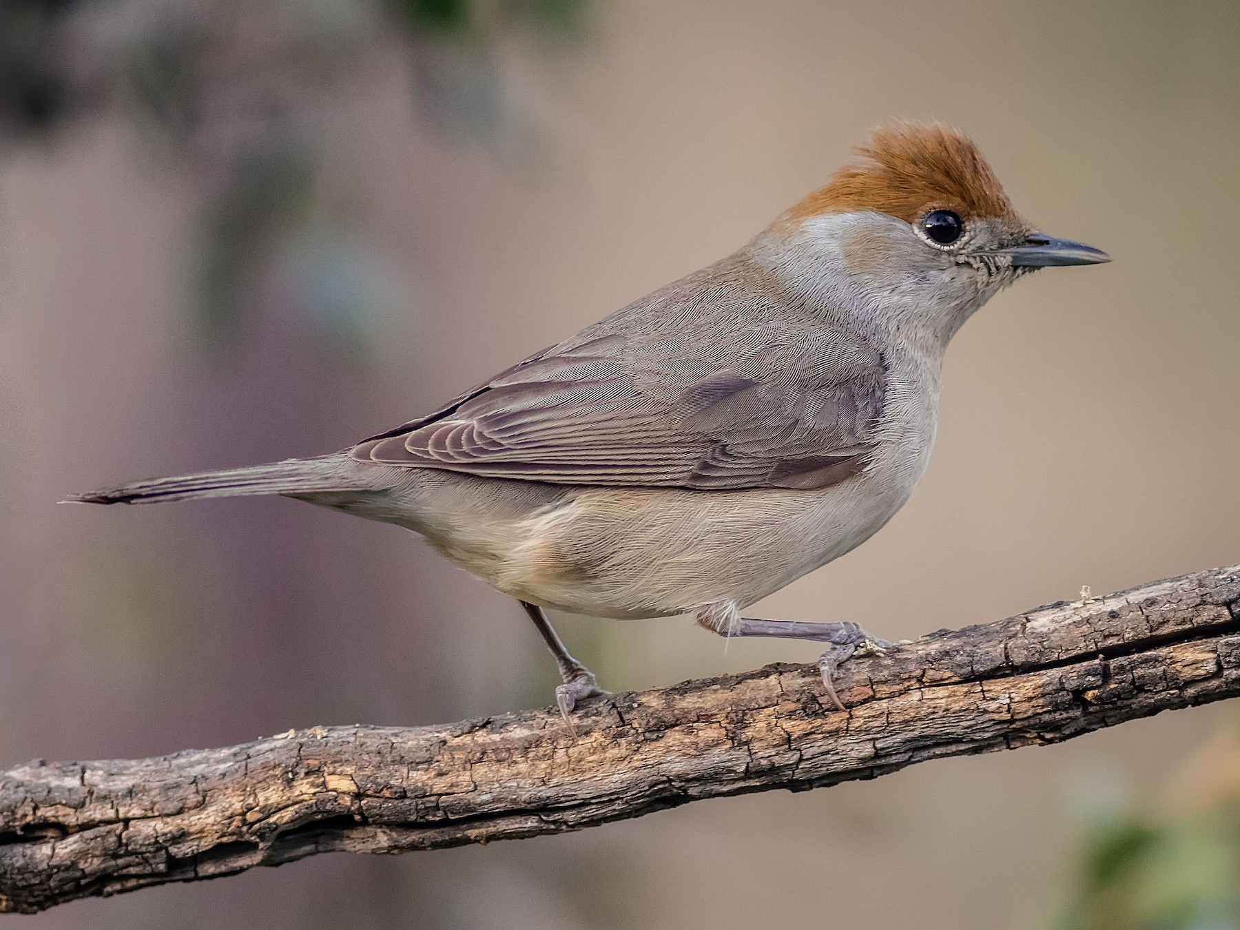 Eurasian Blackcap - Stefan Hirsch