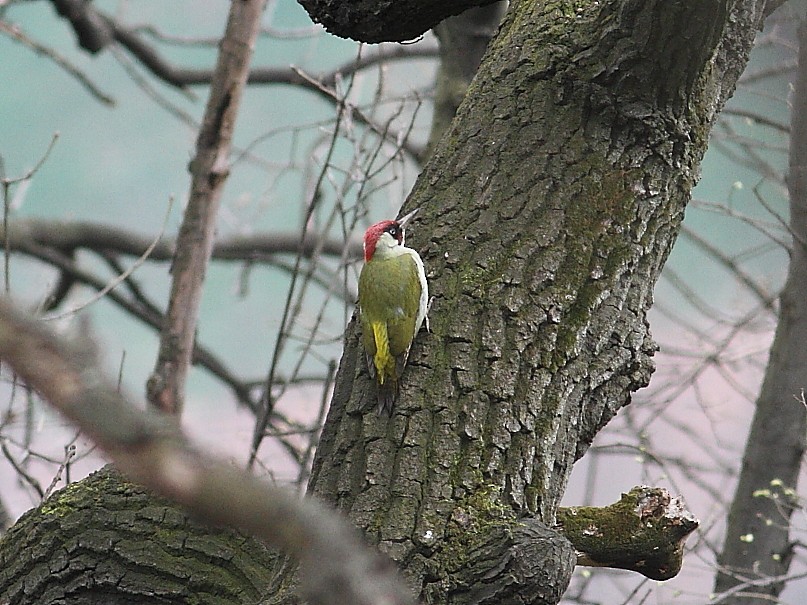 Eurasian Green Woodpecker - ML25673591