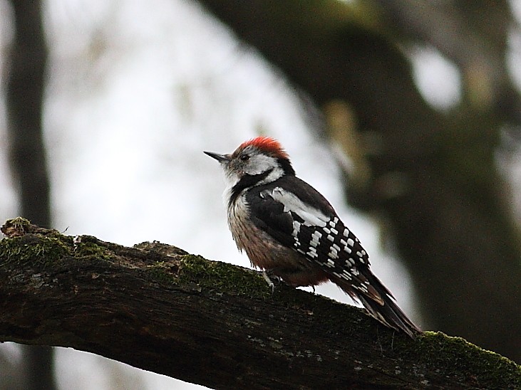 Middle Spotted Woodpecker - ML25673611
