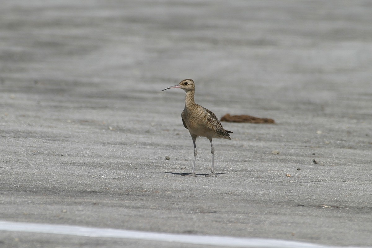 Little Curlew - ML256737111