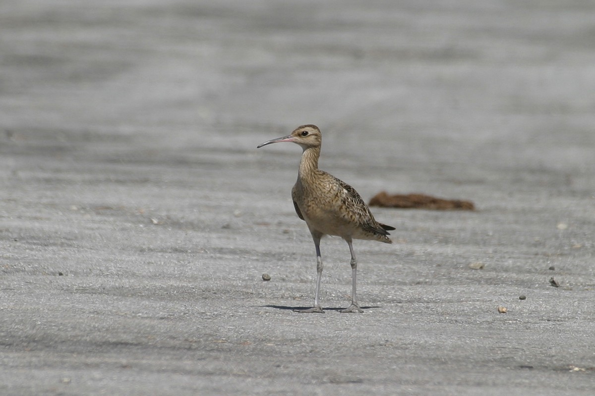 Little Curlew - ML256737231