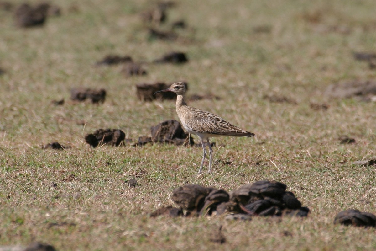 Little Curlew - ML256737241