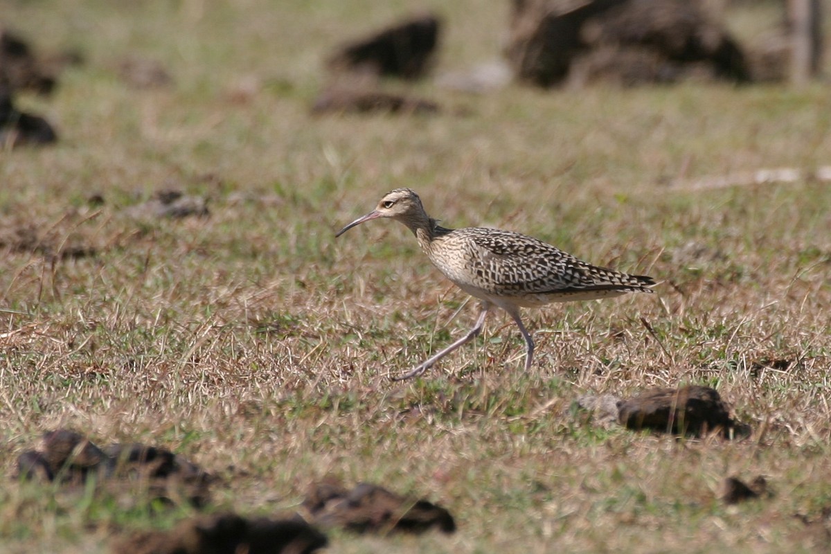 Little Curlew - ML256737301