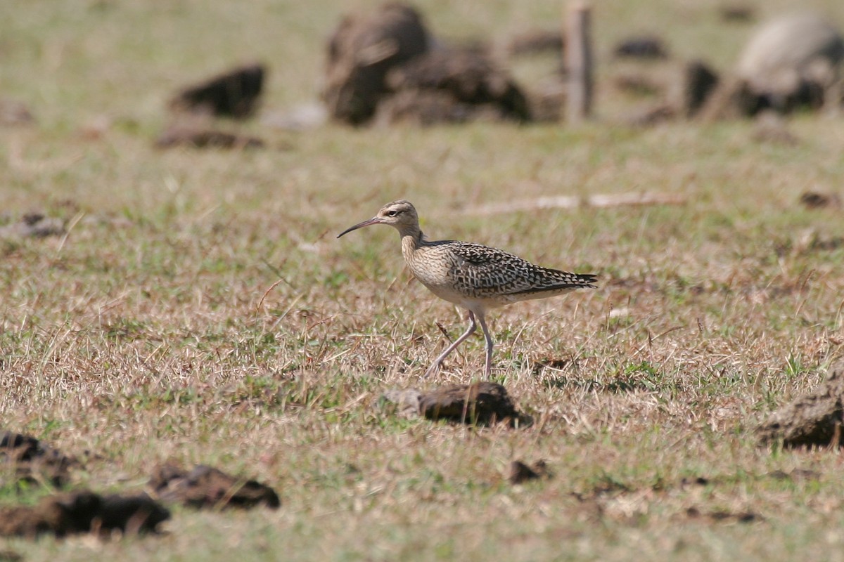 Little Curlew - ML256737321