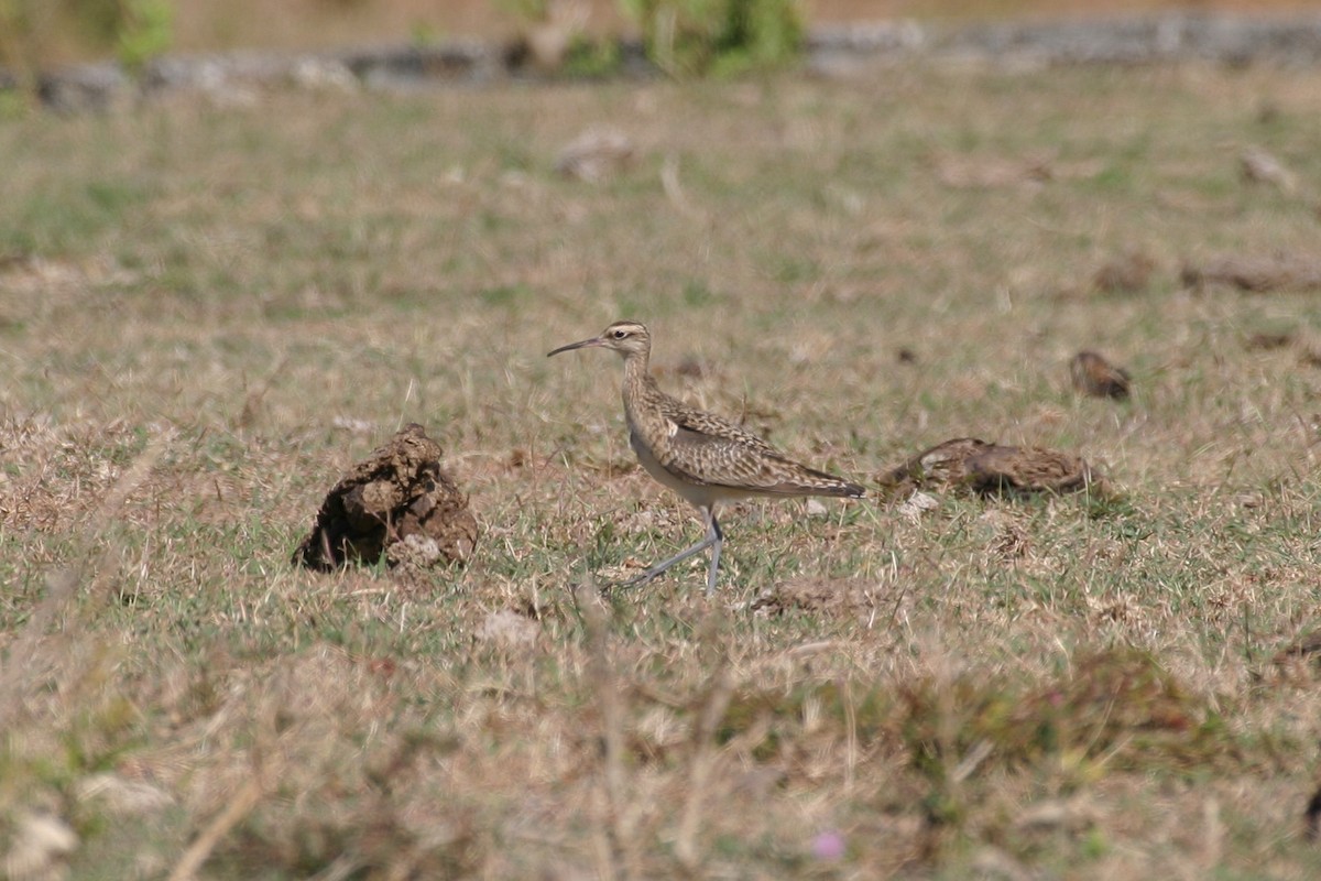 Little Curlew - ML256737361