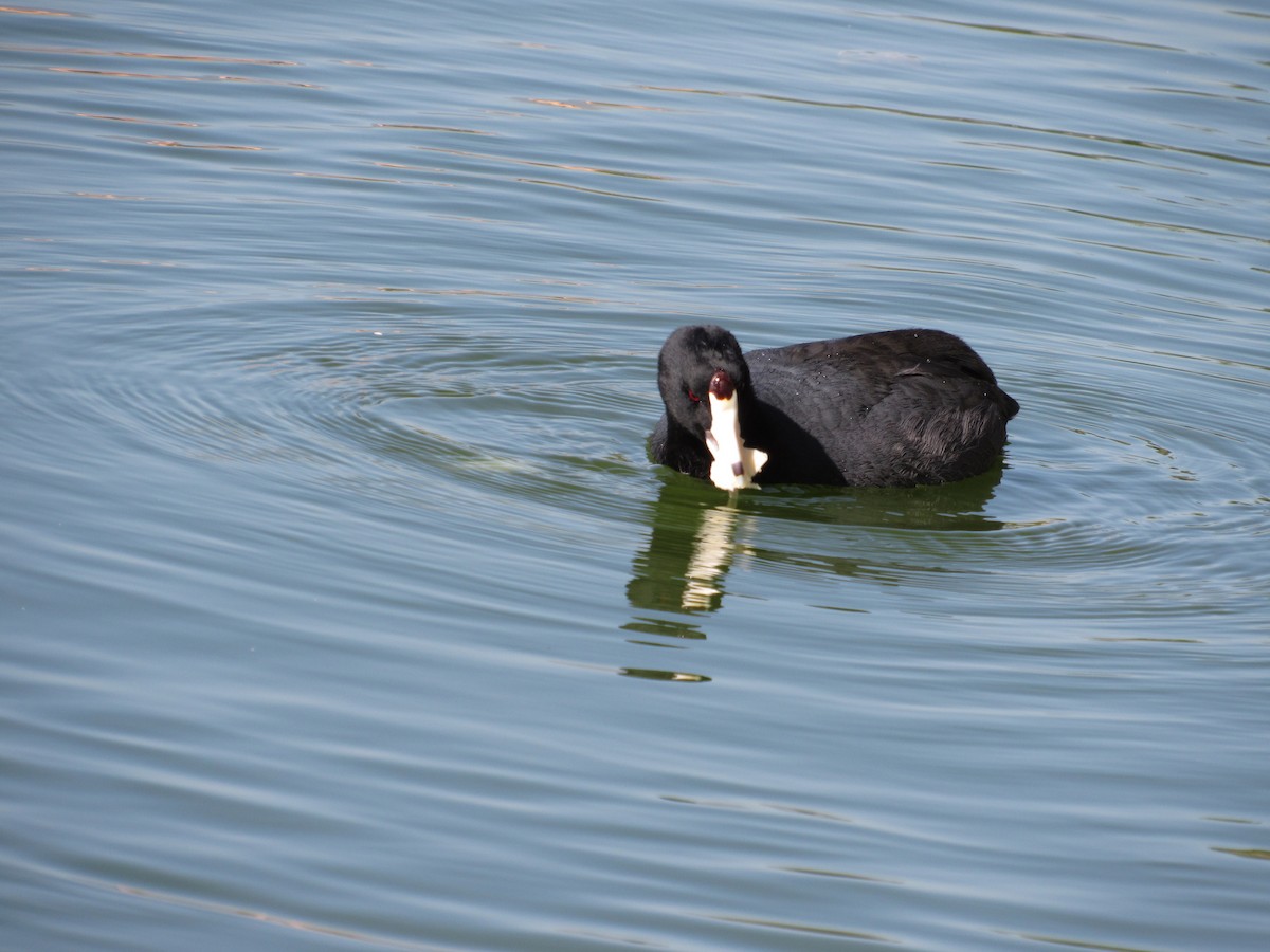 American Coot (Red-shielded) - Eric Moody