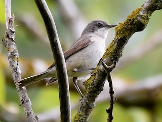 コノドジロムシクイ - eBird コノドジロムシクイ - eBird