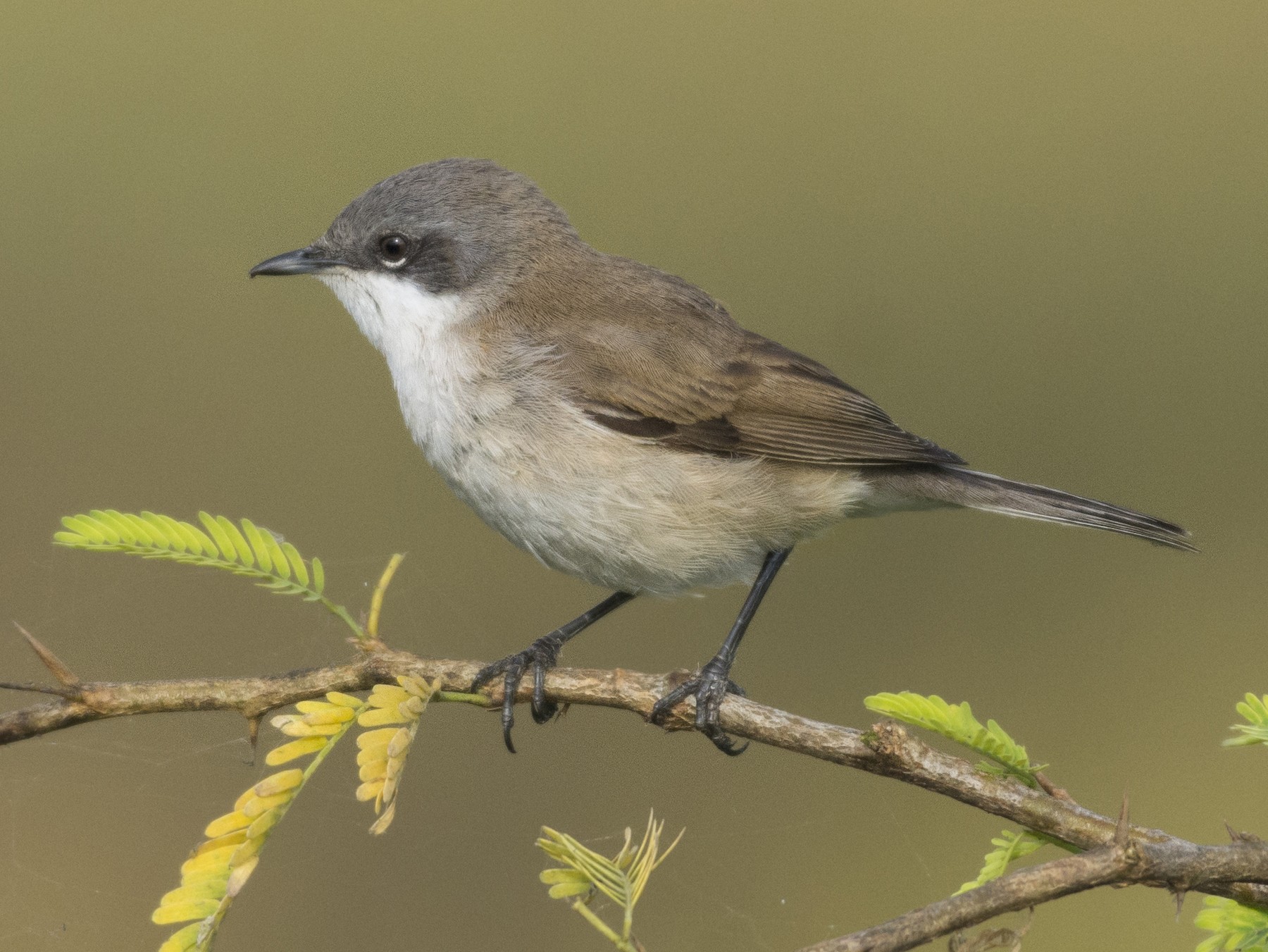 Lesser Whitethroat - Fareed Mohmed