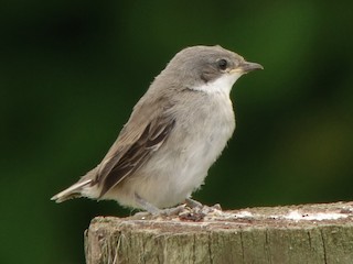 Молодая птица (Lesser) - Craig Reed - ML256739461