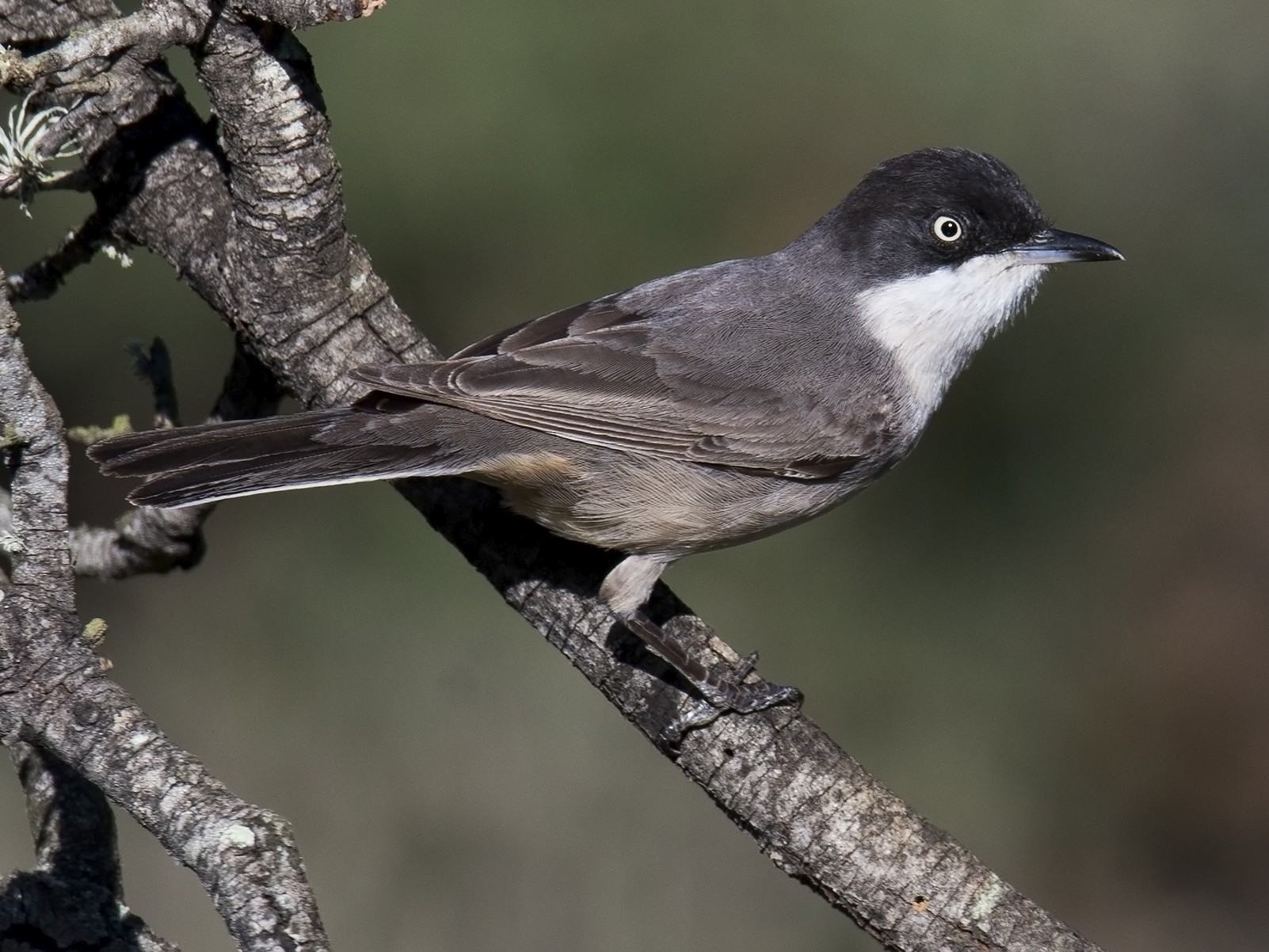 Western Orphean Warbler - Miguel Rouco