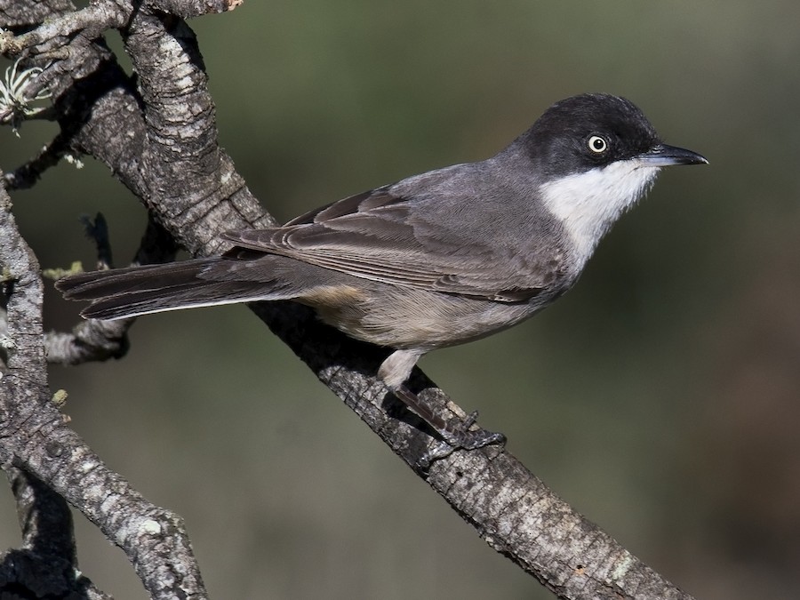 Western Orphean Warbler - eBird