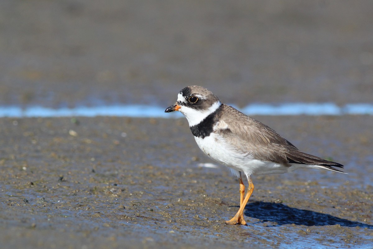 Semipalmated Plover - ML256742841