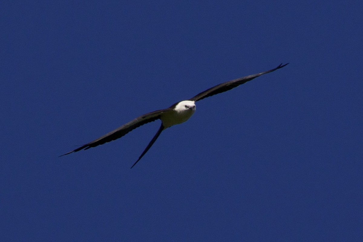 Swallow-tailed Kite - Donald Weidemann