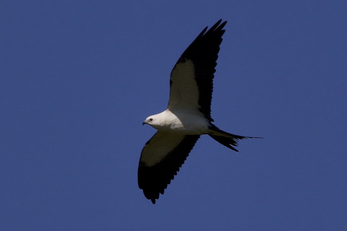Swallow-tailed Kite - ML256742871
