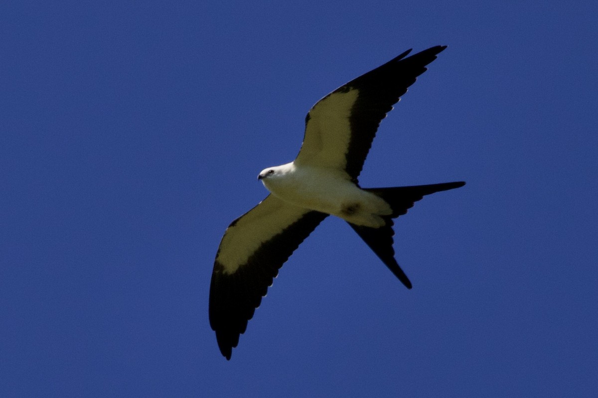 Swallow-tailed Kite - ML256742881