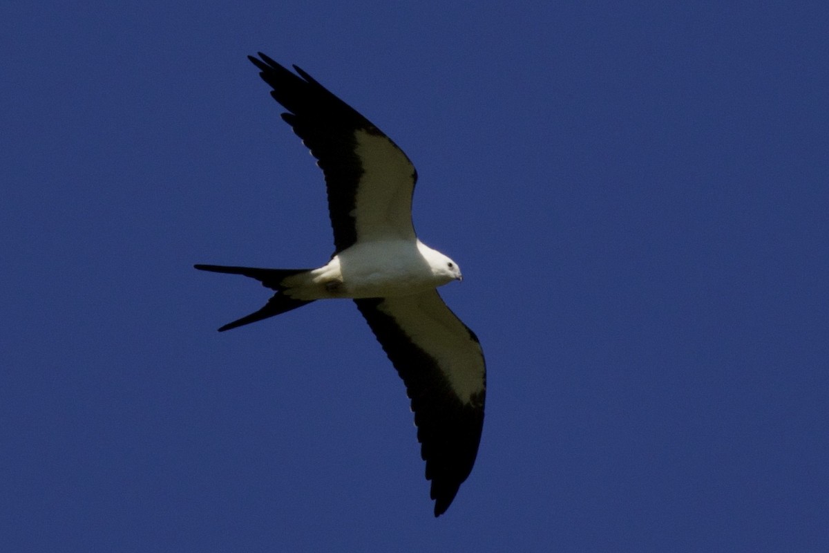 Swallow-tailed Kite - Donald Weidemann