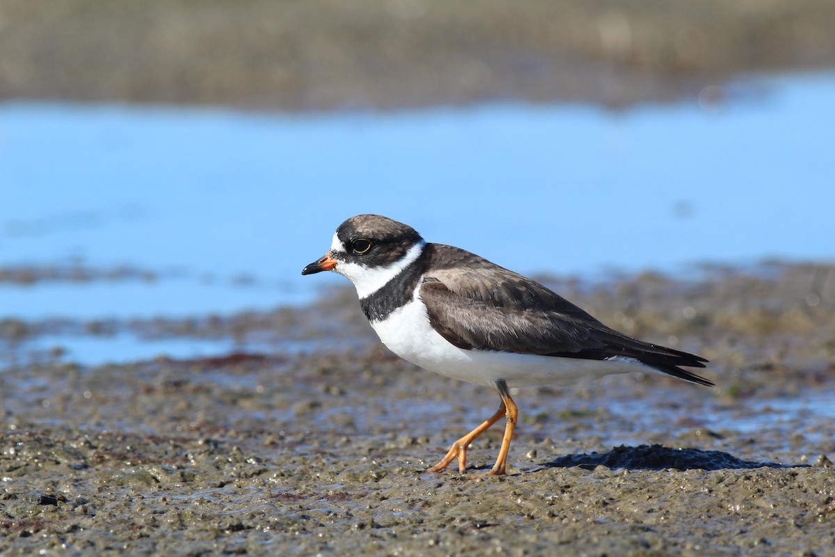 Semipalmated Plover - ML256742901