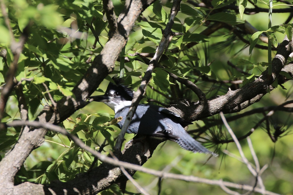 Belted Kingfisher - Gord Watts