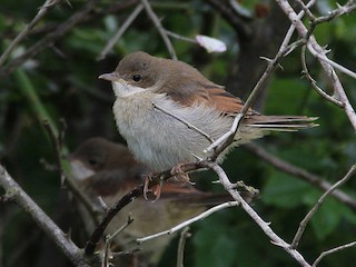 Серая славка - eBird