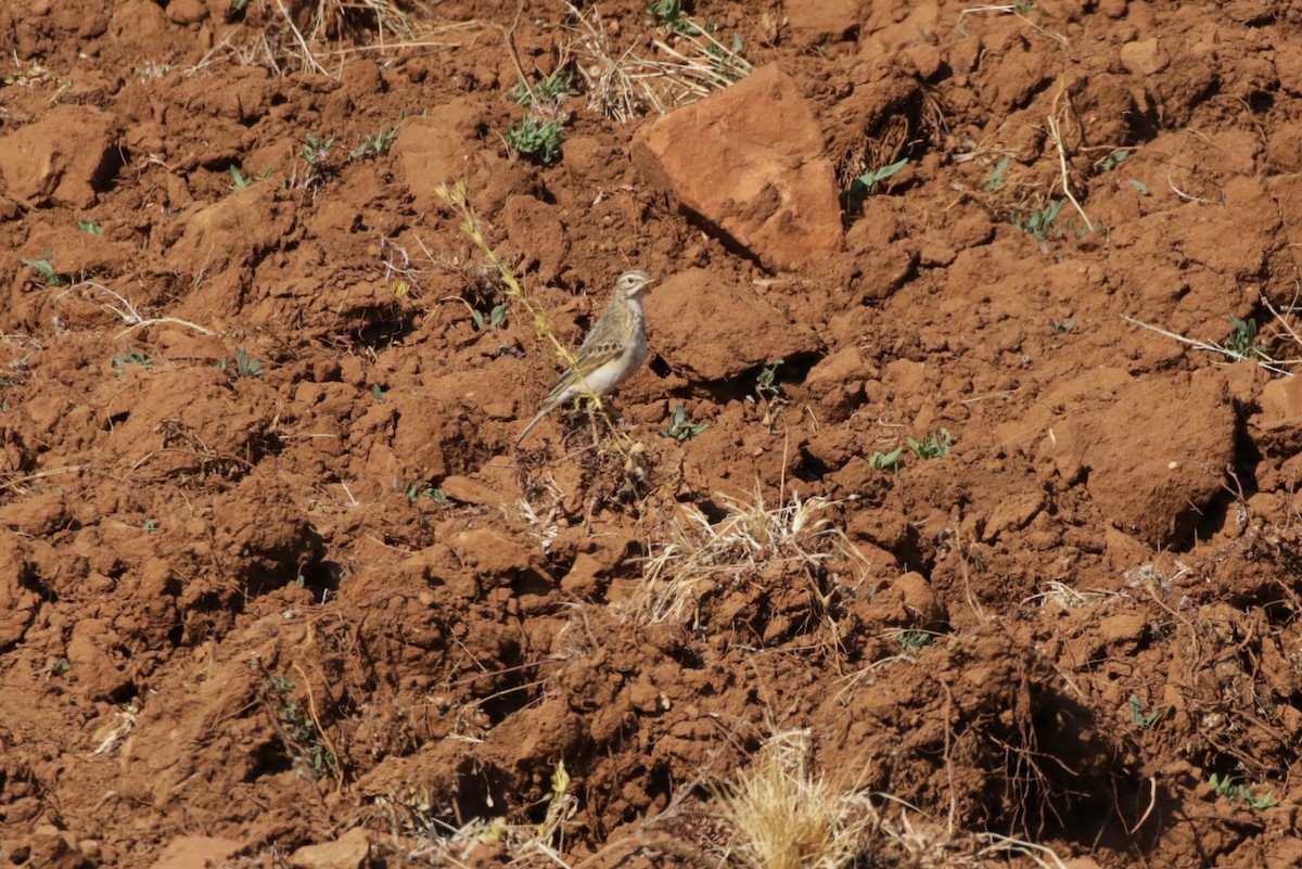 African Pipit - Olivier Laporte